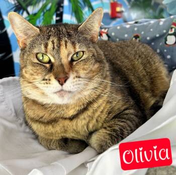 Rescue Domestic Short Hair Cats for Adoption in Jim Thorpe, Pennsylvania - Olivia | PetCurious