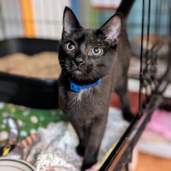 Rescue Domestic Short Hair Cats for Adoption - Josh | PetCurious