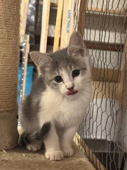 Kyoka -  Domestic Short Hair Cat for Adoption in Topeka, Kansas - Kyoka | PetCurious