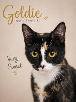 Calico Cats Available for Adoption in Reno, Nevada - GOLDIE | PetCurious