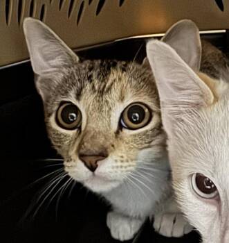 Lori -  Domestic Short Hair Cat for Adoption in Des Moines, Iowa - Lori | PetCurious