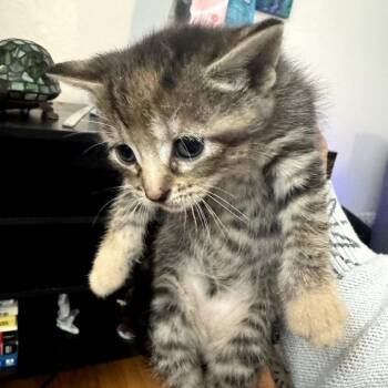 Caramel -  Domestic Short Hair Cat Available for Adoption in Skokie, Illinois - Caramel | PetCurious