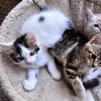 Kookaburra 6 -  Domestic Short Hair Cat for Adoption in Austin, Texas - Kookaburra 6 | PetCurious