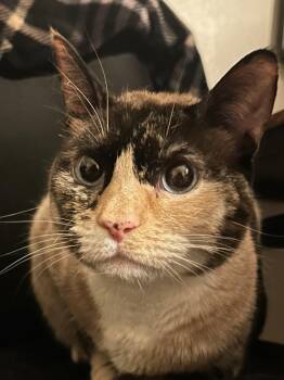 Siamese Cats Available for Adoption - Gabby | PetCurious