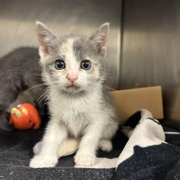 Willow -  Domestic Short Hair Cat for Adoption in Nashville, Tennessee - Willow | PetCurious