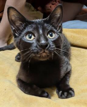 Punky -  Domestic Short Hair Cat for Adoption in Battle Creek, Michigan - Punky | PetCurious