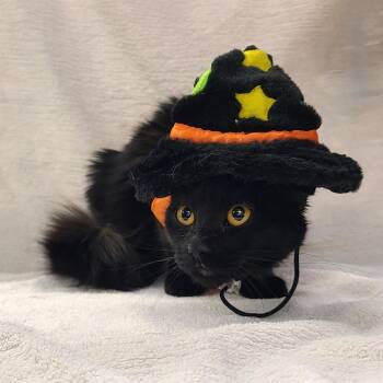 Rescue Domestic Long Hair Cats for Adoption in Antioch, California - Goldie | PetCurious