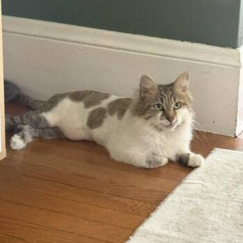 Maggie -  Domestic Long Hair Cat for Adoption in Medford, Massachusetts - Maggie | PetCurious