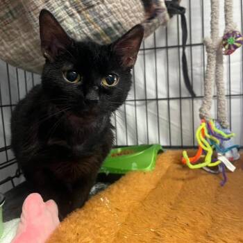 Domestic Short Hair Cats Available for Adoption in North Myrtle Beach, South Carolina - Ebby | PetCurious