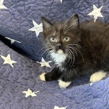 Scuff -  Domestic Short Hair Cat for Adoption in Columbus, North Carolina - Scuff | PetCurious