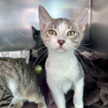 Sun -  Domestic Short Hair Cat for Adoption in Matteson, Illinois - Sun | PetCurious
