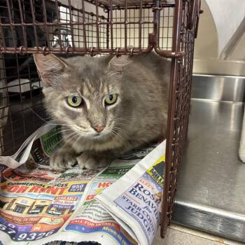 Rizzz -  Domestic Short Hair Cat for Adoption in San Antonio, Texas - Rizzz | PetCurious