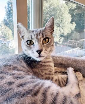 Pip -  Tabby Cat for Adoption in Alameda, California - Pip | PetCurious