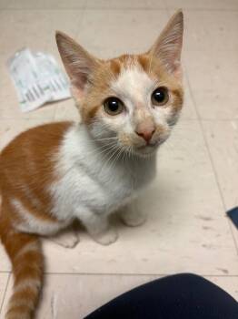 Brittany Spears -  Domestic Short Hair Cat for Adoption in Morgantown, Kentucky - Brittany Spears | PetCurious