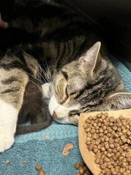 Rescue Domestic Short Hair Cats for Adoption in West Chester, Pennsylvania - Bee | PetCurious