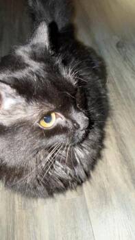 Fig (Miatuko) -  Domestic Short Hair and Domestic Medium Hair Cat for Adoption in Sunnyvale, California - Fig (Miatuko) | PetCurious