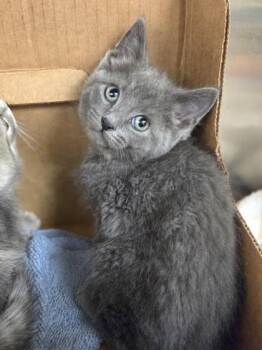 Buffy -  Domestic Short Hair Cat for Adoption in Westland, Michigan - Buffy | PetCurious
