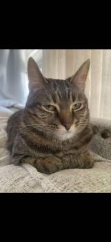 Domestic Short Hair Cats Available for Adoption - Nellie | PetCurious