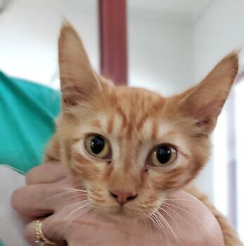 Domestic Short Hair Cats Available for Adoption - Eugene Porter | PetCurious