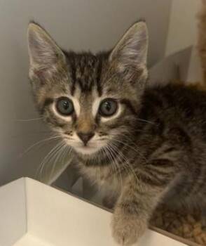 Paul -  Domestic Short Hair Cat for Adoption in Greenfield, Indiana - Paul | PetCurious
