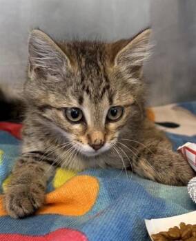 61199598 -  Domestic Medium Hair Cat for Adoption in El Paso, Texas - 61199598 | PetCurious