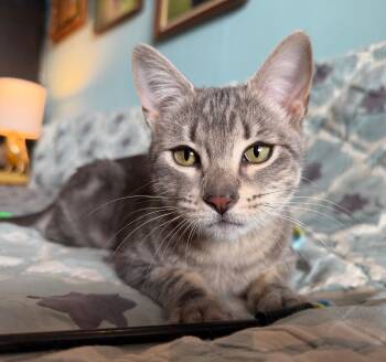 Domestic Short Hair Cats Available for Adoption - Shirley Chisholm | PetCurious