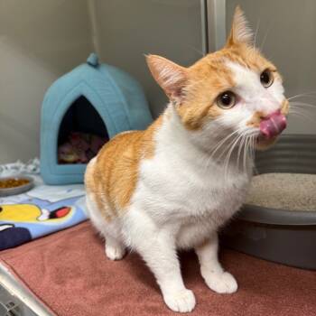 Rescue Domestic Short Hair Cats for Adoption in Saint Charles, Missouri - Salisbury | PetCurious