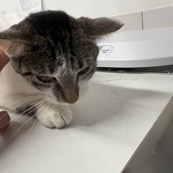 LeBlanc -  Domestic Short Hair Cat for Adoption in St. Louis, Missouri - LeBlanc | PetCurious