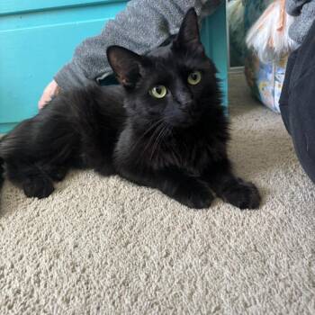 Domestic Medium Hair Cats Available for Adoption in Kansas City, Missouri - Mari 2250 | PetCurious