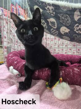 Rescue Domestic Short Hair Cats for Adoption in Albuquerque, New Mexico - Hoscheck | PetCurious