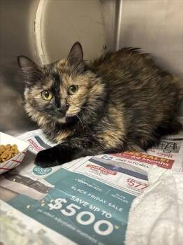 MONA -  Domestic Short Hair Cat for Adoption in Las Vegas, Nevada - MONA | PetCurious