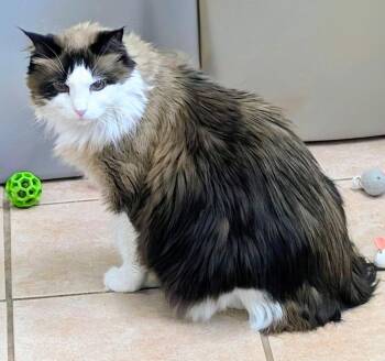 Fancy Cat -  Domestic Short Hair Cat for Adoption in Youngtown, Arizona - Fancy Cat | PetCurious