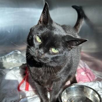 Rajah -  Domestic Short Hair Cat for Adoption in Matteson, Illinois - Rajah | PetCurious