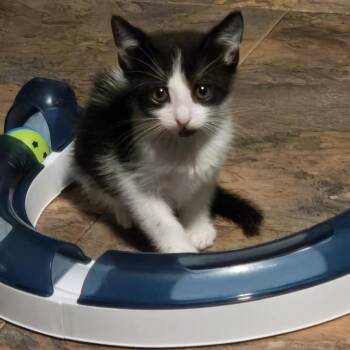 Calypso -  Domestic Short Hair Cat for Adoption in San Antonio, Texas - Calypso | PetCurious