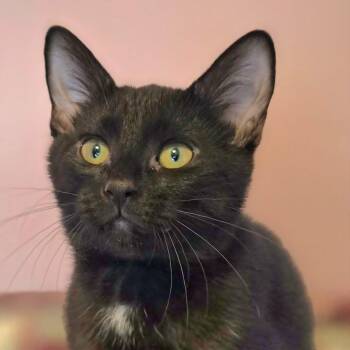 Diana -  Domestic Short Hair Cat for Adoption in Watertown, Wisconsin - Diana | PetCurious