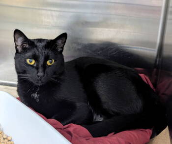 Rescue Domestic Short Hair Cats for Adoption in Trenton, New Jersey - Haze (TAS#18) | PetCurious