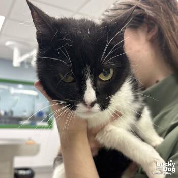 Domestic Short Hair Cats Available for Adoption - Lake | PetCurious