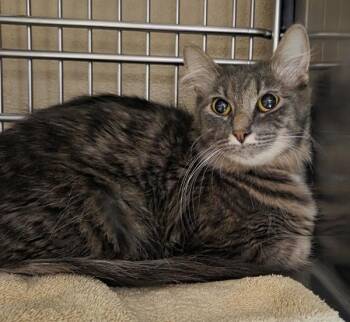 Dutchess -  Domestic Medium Hair Cat for Adoption in Vancouver, Washington - Dutchess | PetCurious