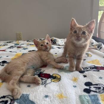 Bart -  Domestic Short Hair Cat for Adoption in Brockton, Massachusetts - Bart | PetCurious