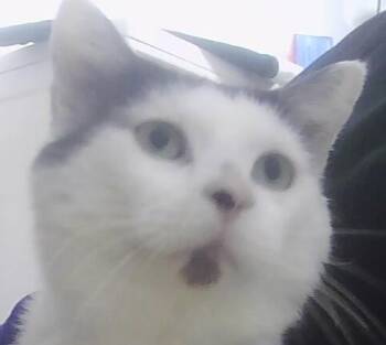 Crinkle -  Domestic Short Hair Cat for Adoption in Dayton, Minnesota - Crinkle | PetCurious