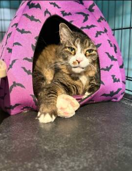 Rescue Domestic Long Hair Cats for Adoption - Mickey | PetCurious