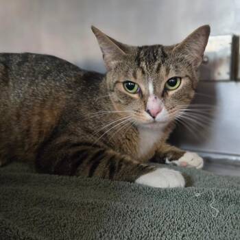 Tikka -  Domestic Short Hair Cat for Adoption in San Jacinto, California - Tikka | PetCurious