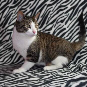 Domestic Short Hair Cats Available for Adoption in Wheaton, Illinois - Phoebe (Millie Day) | PetCurious
