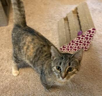 Domestic Short Hair Cats Available for Adoption in Faribault, Minnesota - Trudie | PetCurious