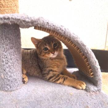 Hollander -  Domestic Short Hair Cat for Adoption in Albert Lea, Minnesota - Hollander | PetCurious