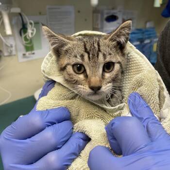 Starbright -  Domestic Short Hair Cat for Adoption in Pasadena, California - Starbright | PetCurious