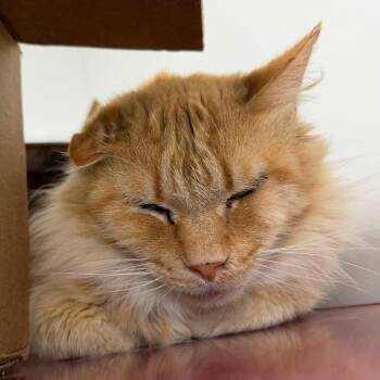Tortellini -  Domestic Medium Hair Cat for Adoption in Fairport, New York - Tortellini | PetCurious