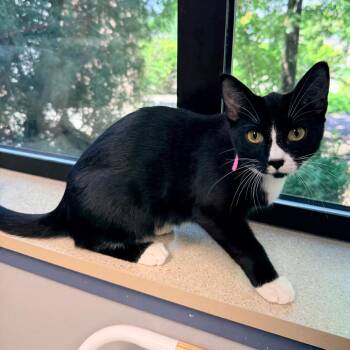 Ricky -  Domestic Short Hair Cat for Adoption in Great Falls, Montana - Ricky | PetCurious