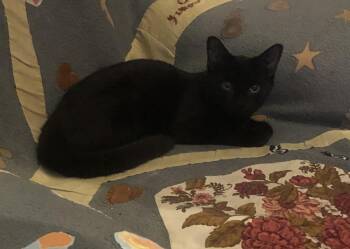 DeeDee -  Domestic Short Hair Cat for Adoption in Richmond, Virginia - DeeDee | PetCurious