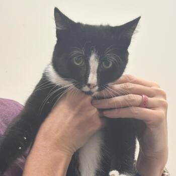 Sleet -  Domestic Short Hair Cat for Adoption in Chattanooga, Tennessee - Sleet | PetCurious